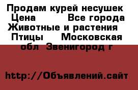 Продам курей несушек › Цена ­ 350 - Все города Животные и растения » Птицы   . Московская обл.,Звенигород г.